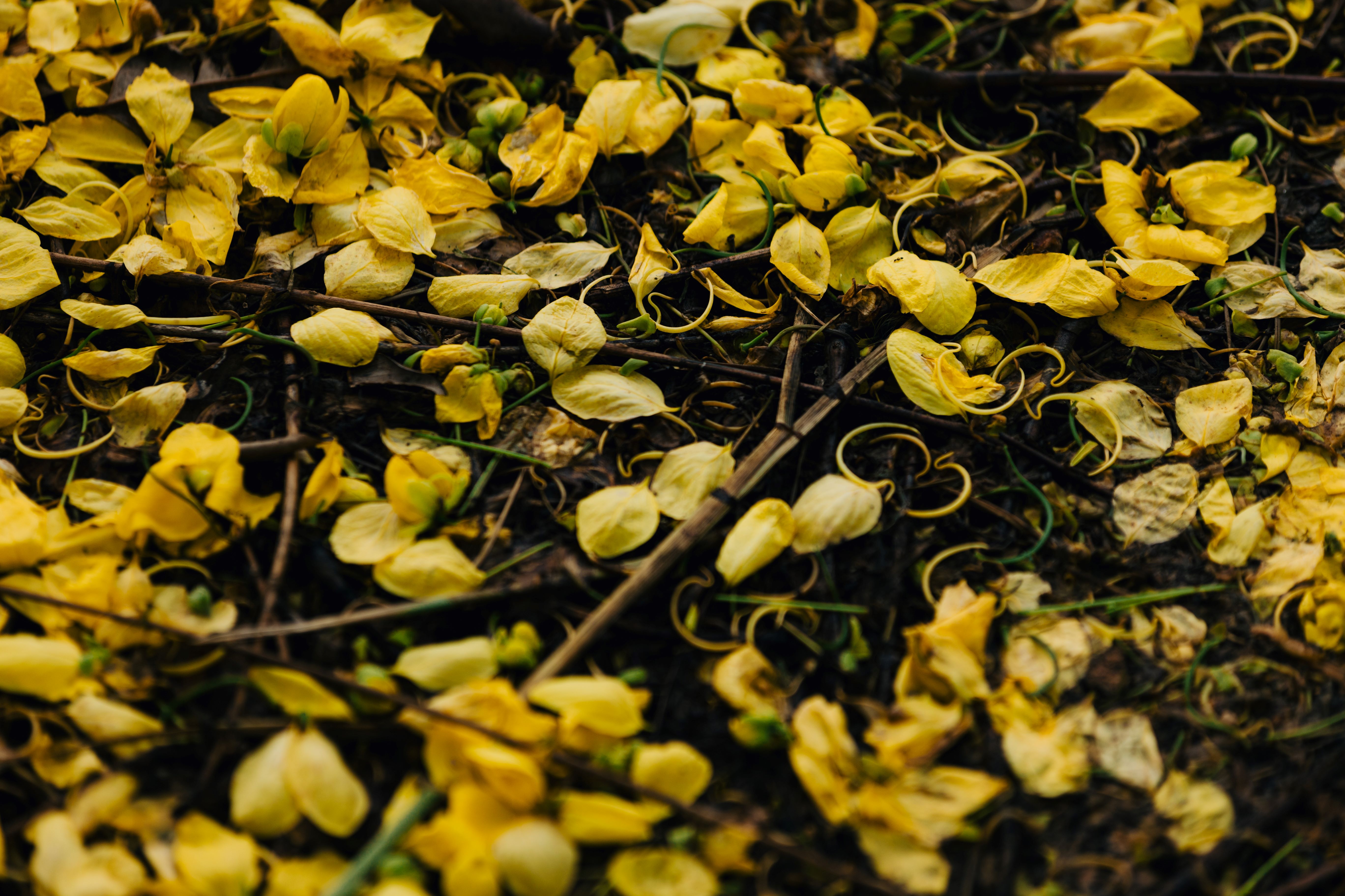 Golden Shower Tree Lined Path