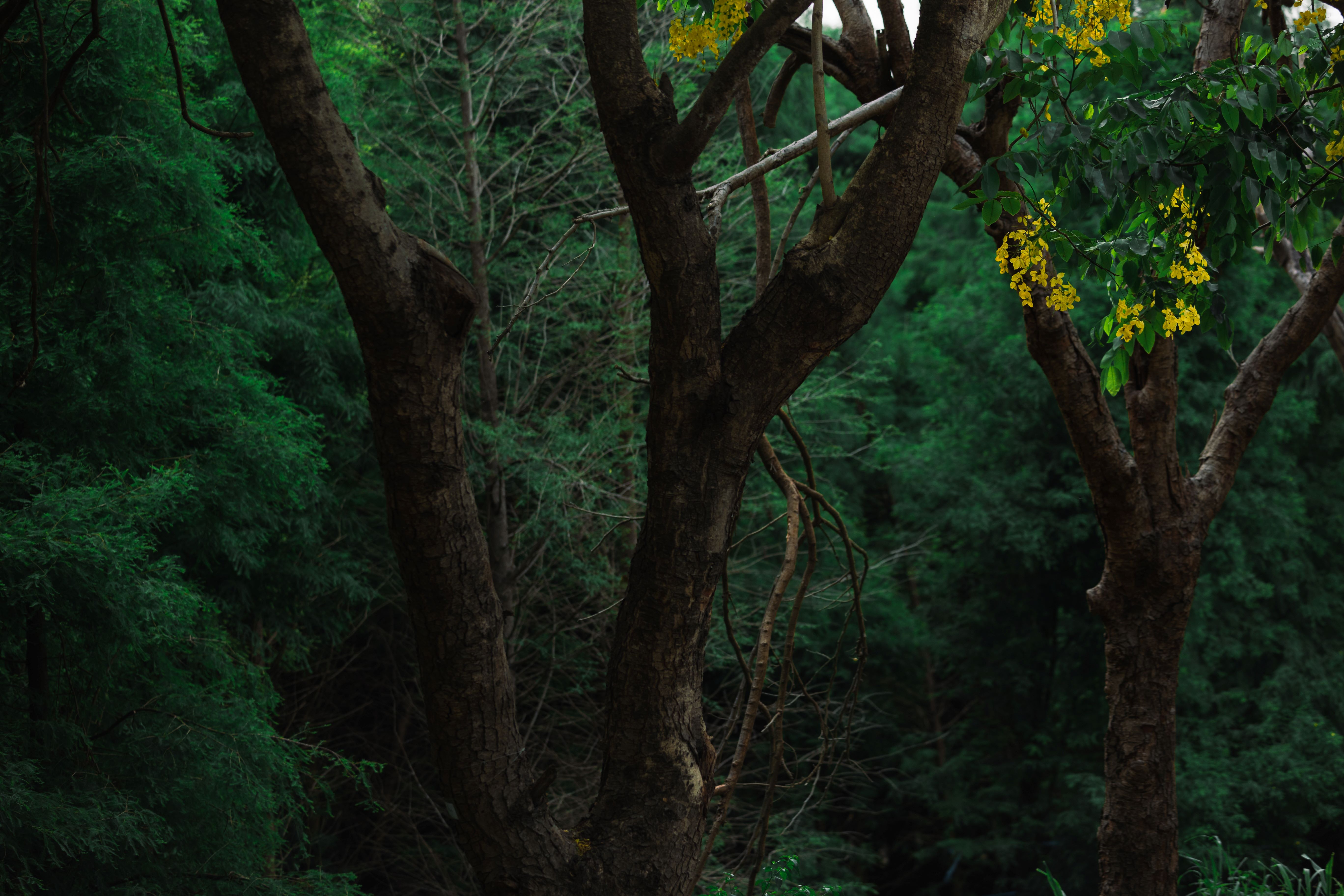 Golden Shower Tree Lined Path
