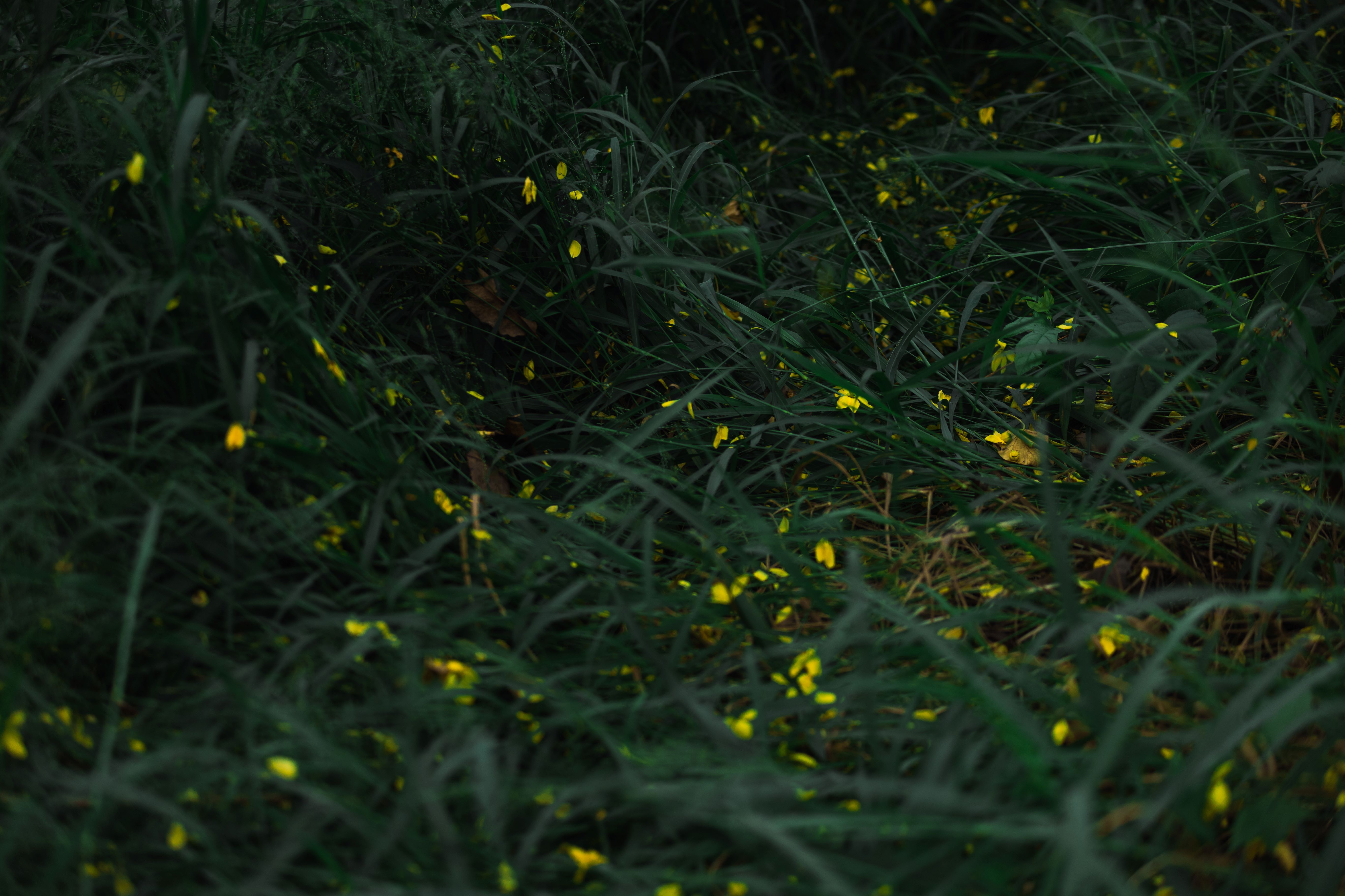 Golden Shower Tree Lined Path