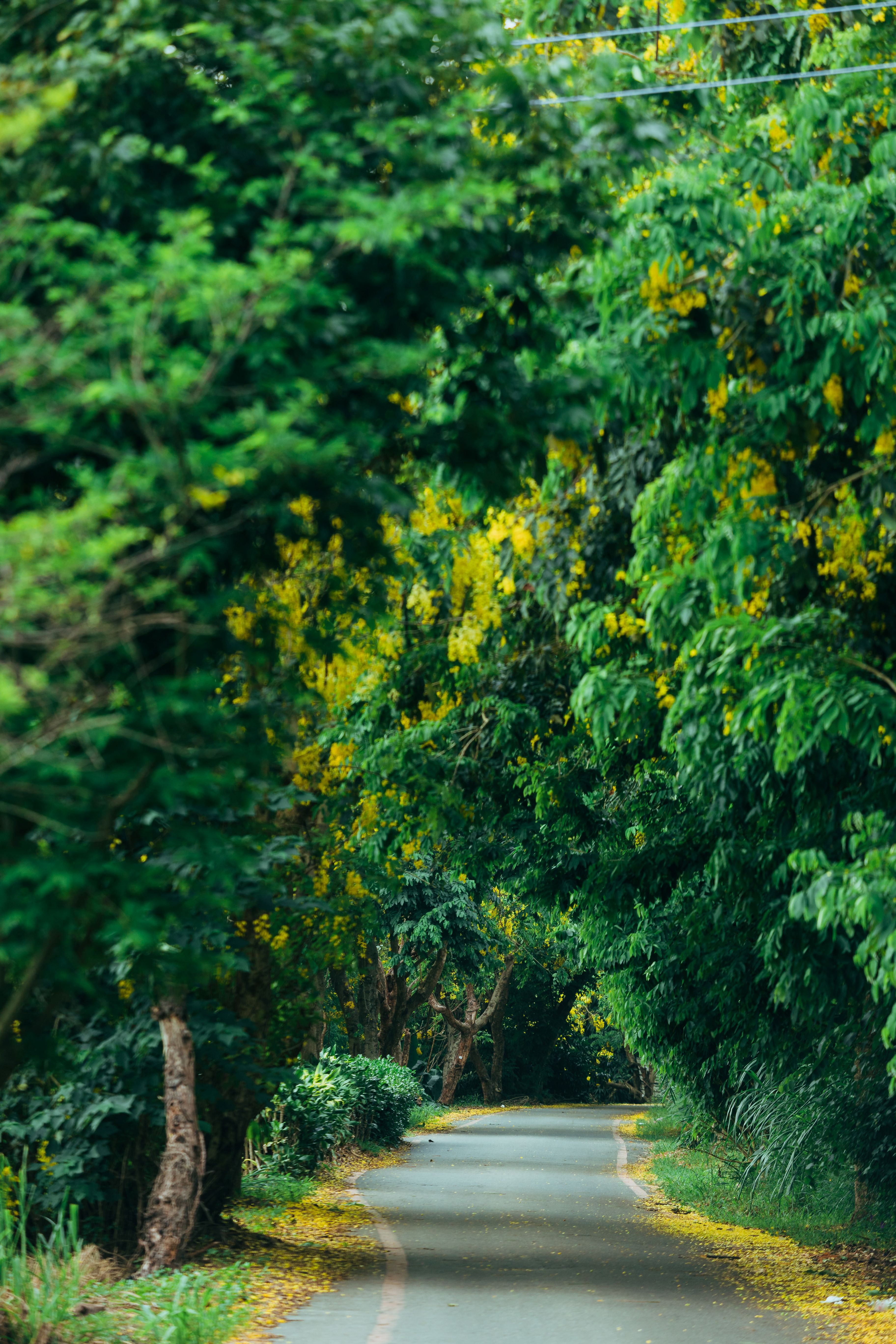 Golden Shower Tree Lined Path