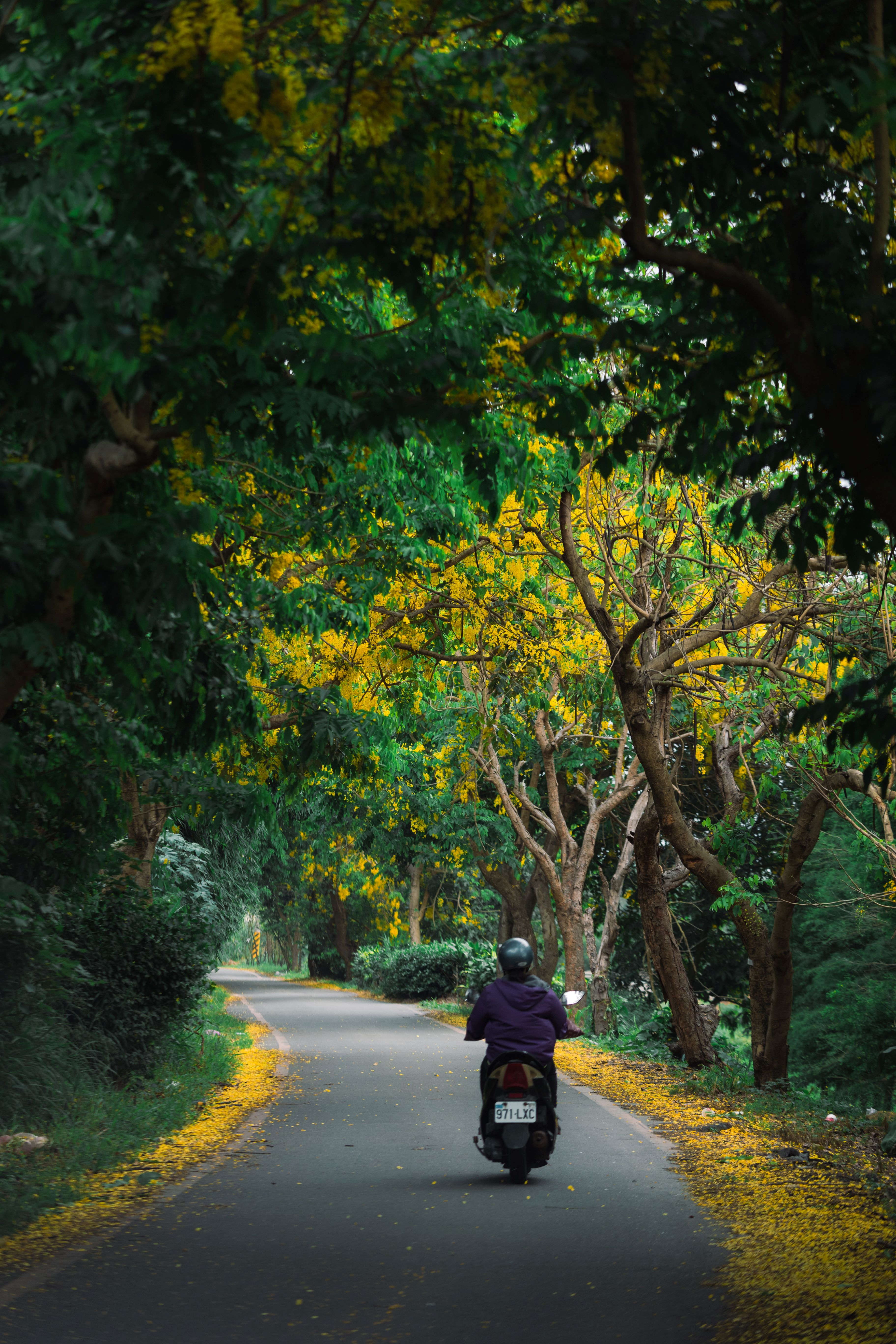 Golden Shower Tree Lined Path