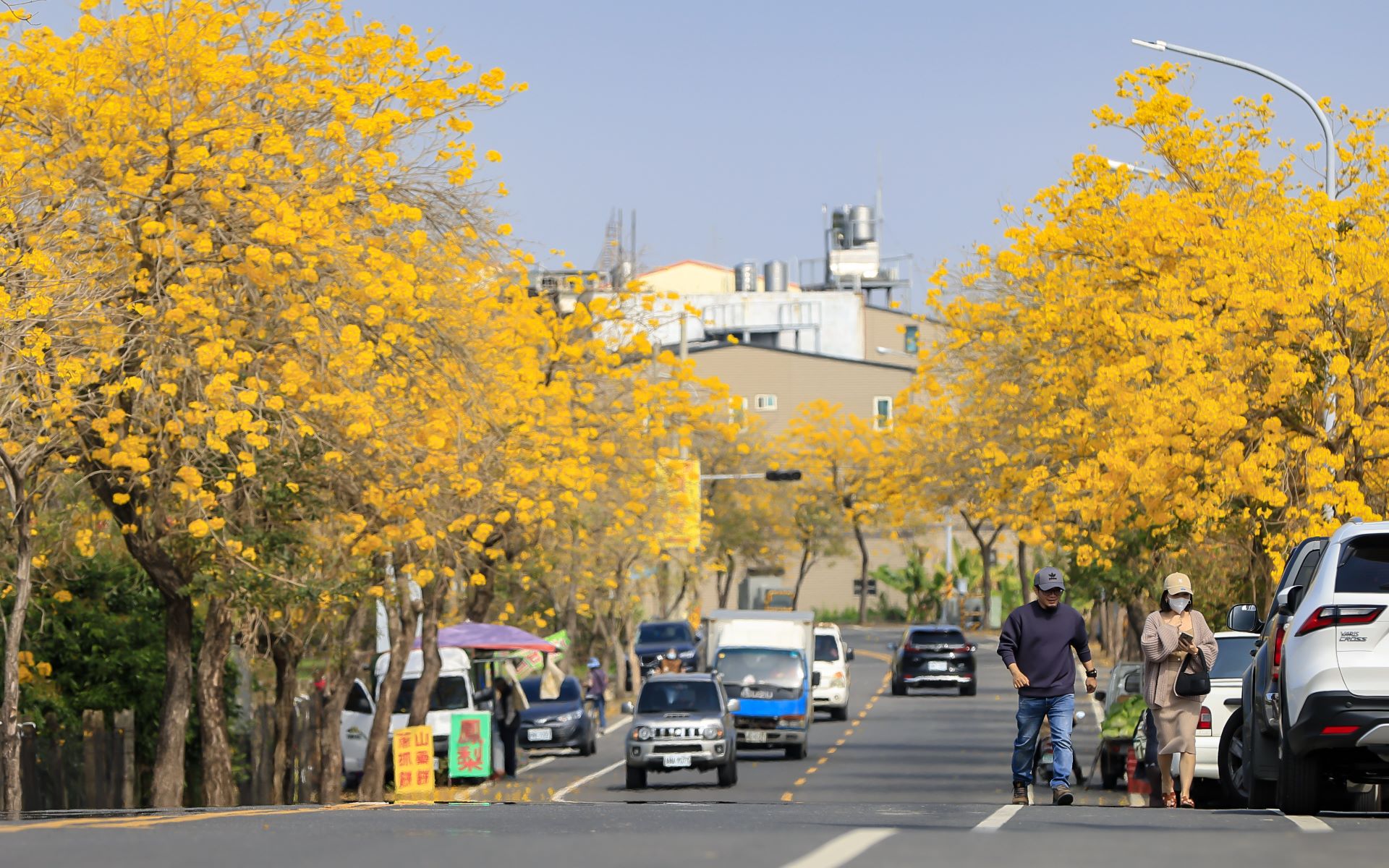  Rows of Golden Trumpet Trees bloom in unison, their branches heavy with brilliant flowers , draping the road in a magnificent golden mantle. As a gentle breeze passes, petals drift down like golden r