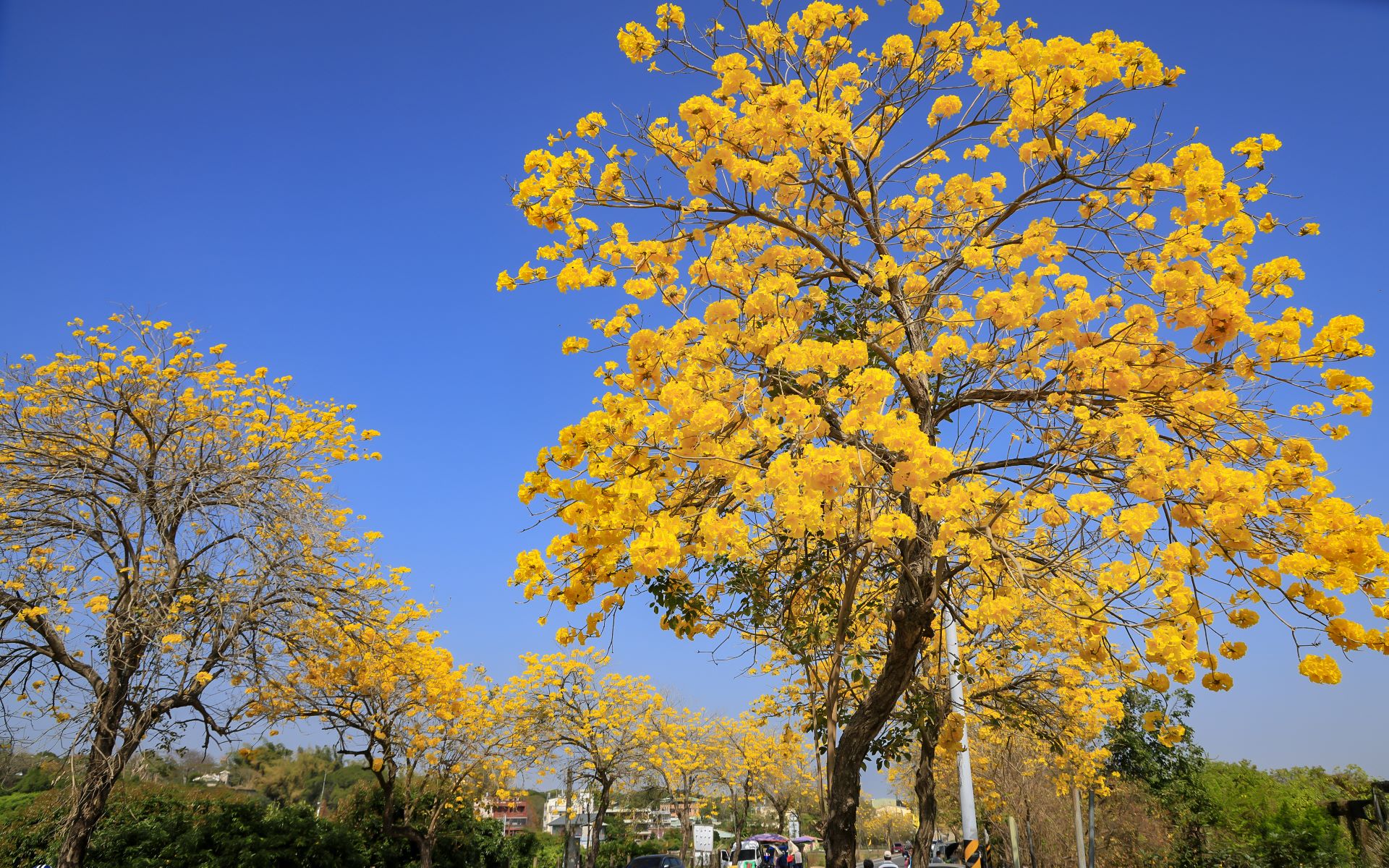 With golden blooms covering the trees and carpeting the ground, a dreamlike “Golden Flower Path” emerges, leaving visitors in awe.