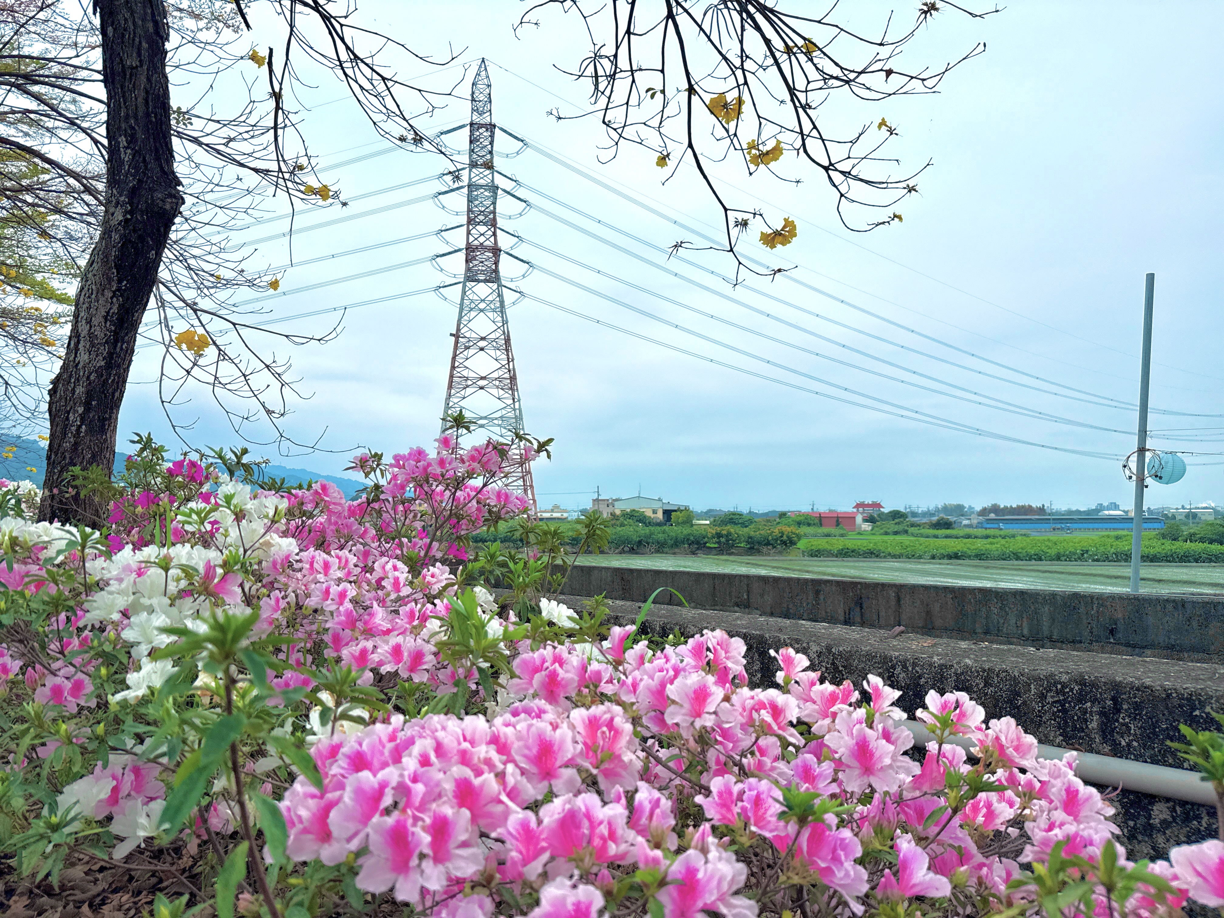 Shetou Azalea Avenue 