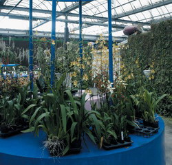 Magnificent Taida Horticultural Co., Ltd. Orchid Garden