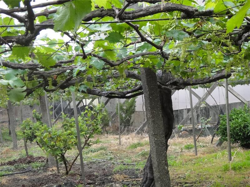 Epic Guogou Village – Old Grape Tree