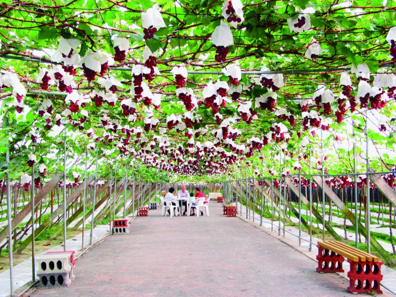 Picturesque Lu Wine House—Lu Grape Trees Tunnel-1