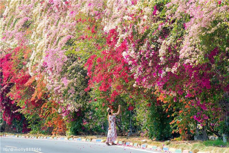 Bougainvillea Flower Sea