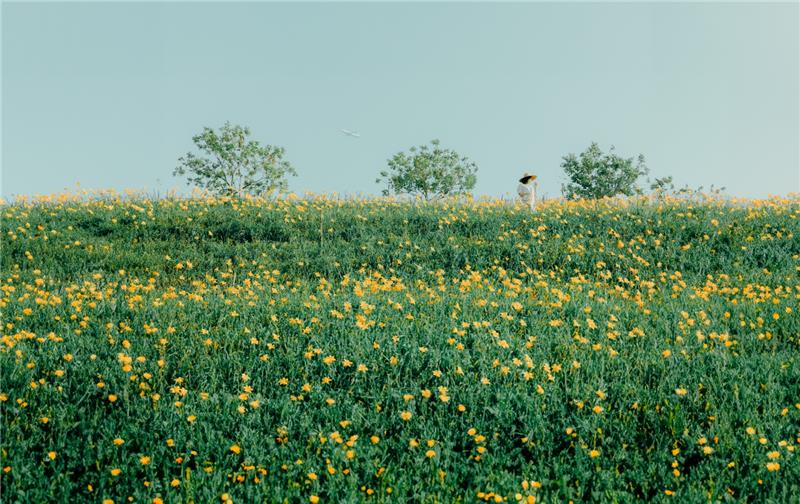 Orange Daylilies in Hushan Mountain