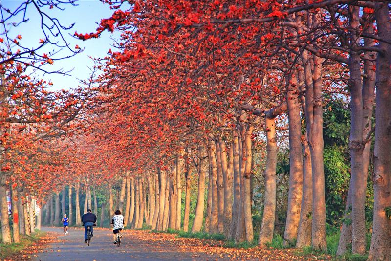 Kapok Flowers in Changhua