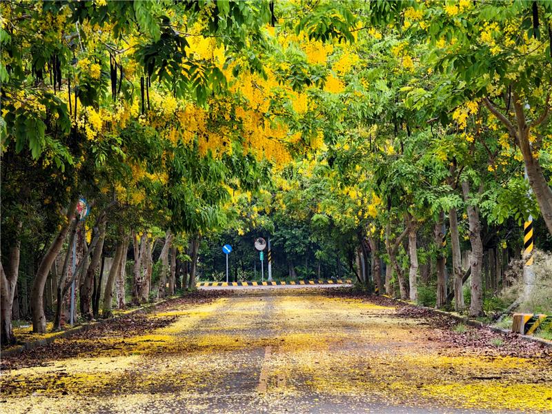 Golden Shower Tree Lined Path
