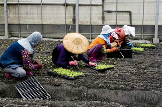 Magnificent Taisan Organic Farm-2