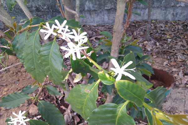 Magnificent Zhang Lihung Coffee Garden-2